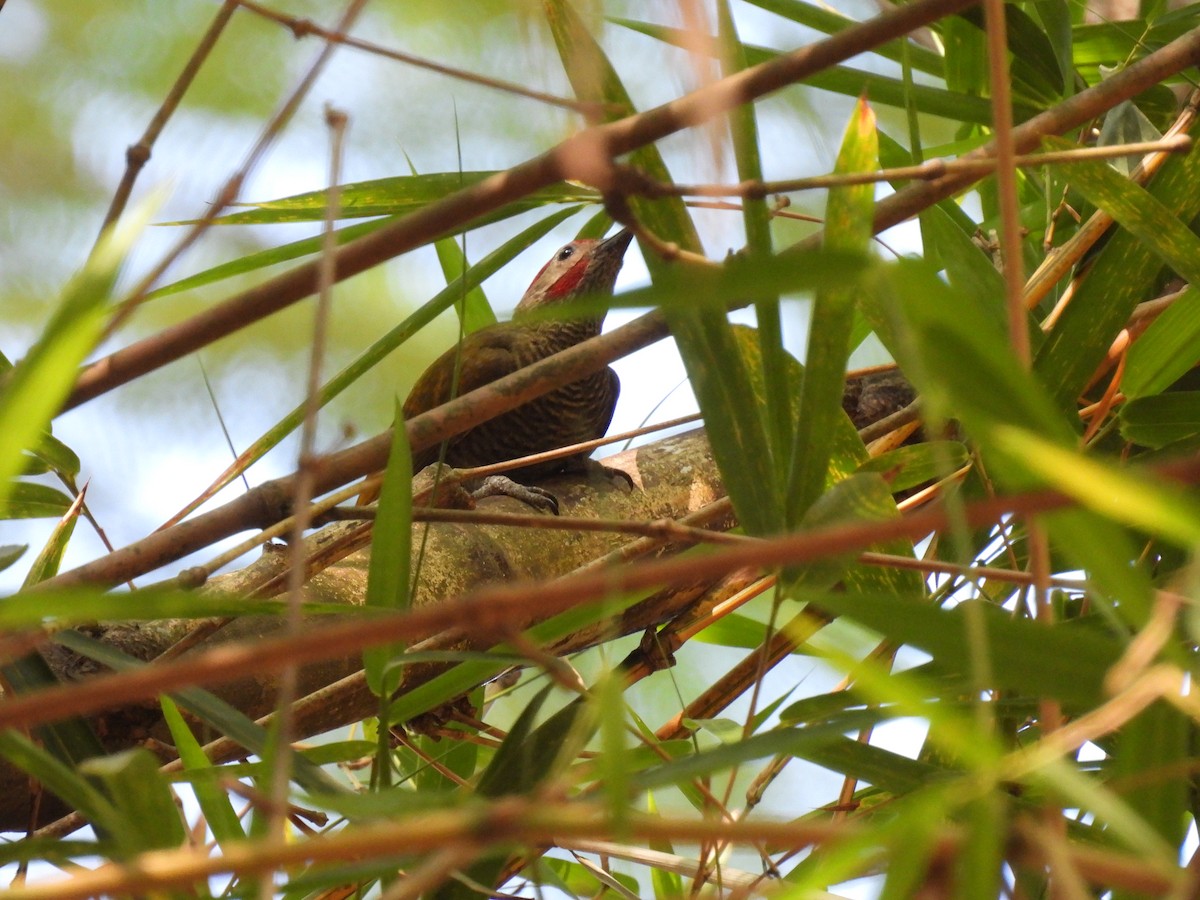 Golden-olive Woodpecker - ML616509572