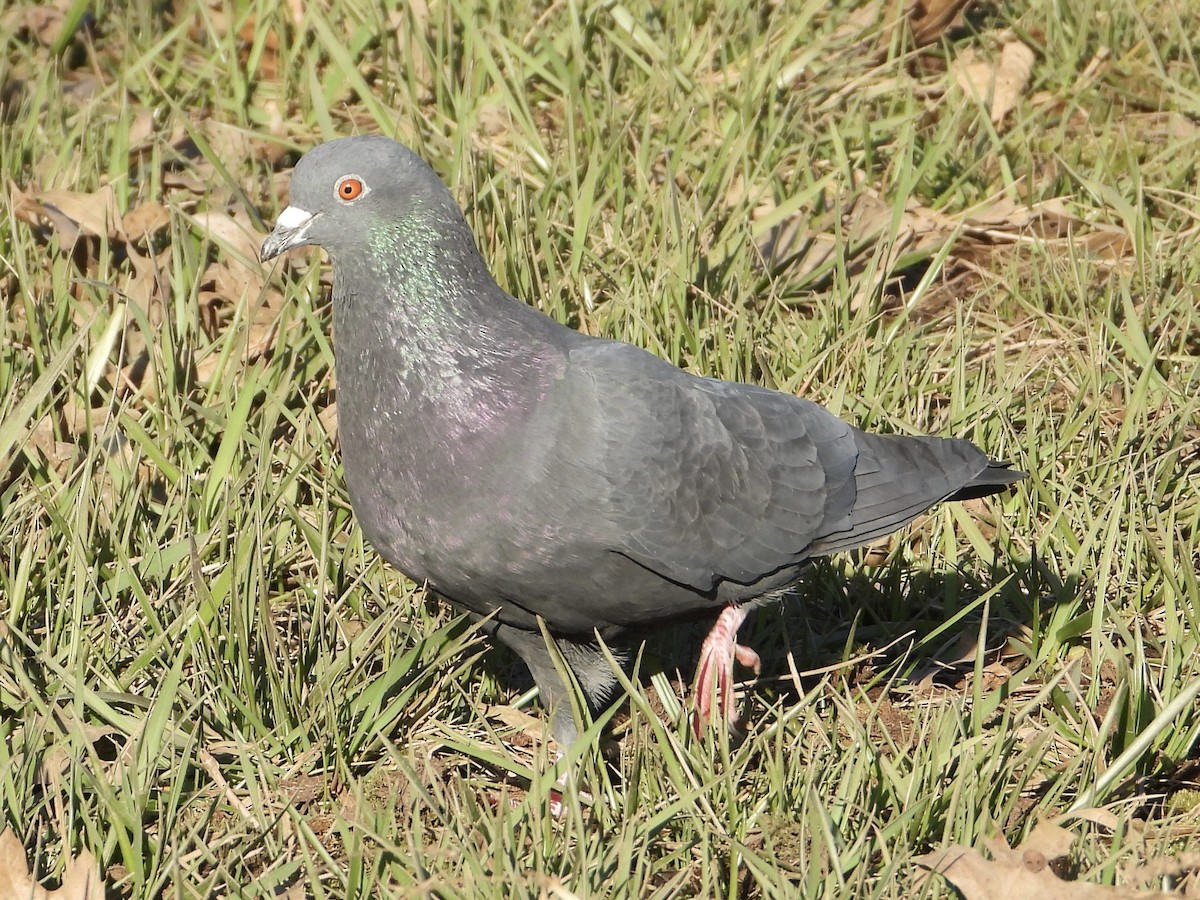 Rock Pigeon (Feral Pigeon) - Melanie Kass