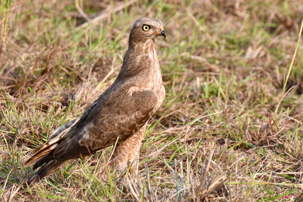 Dark Chanting-Goshawk - ML616509617