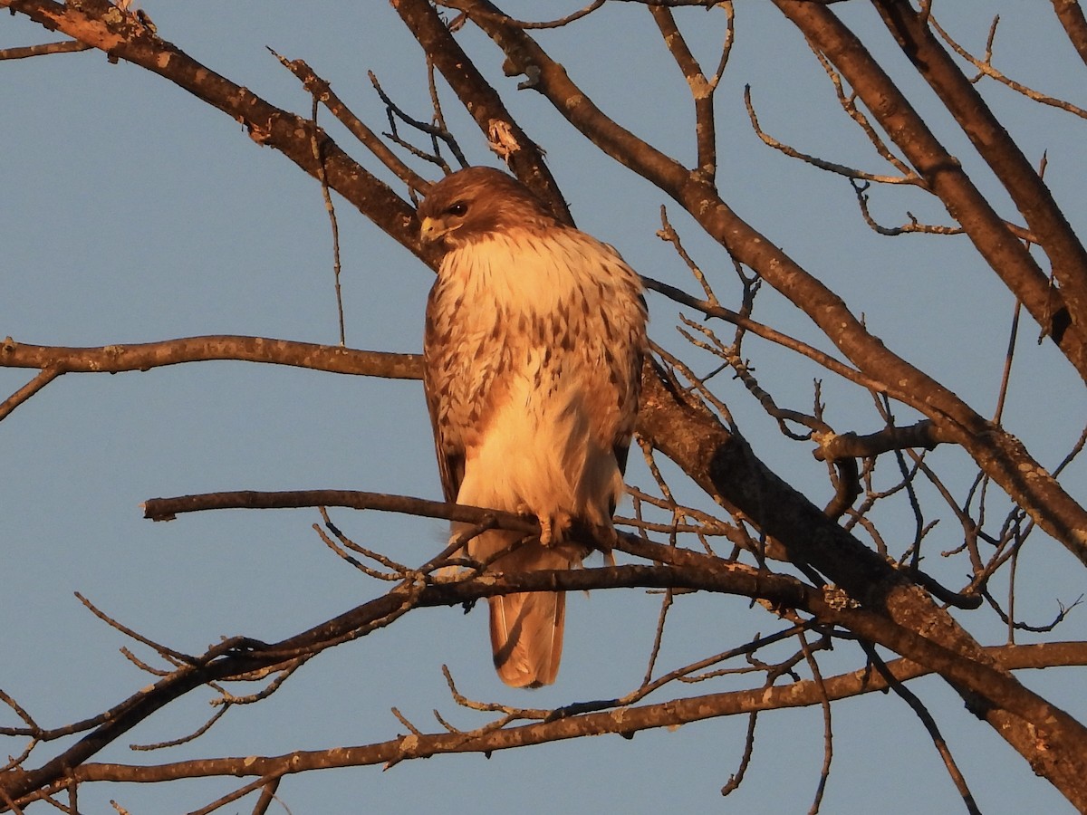 Red-tailed Hawk - Melanie Kass