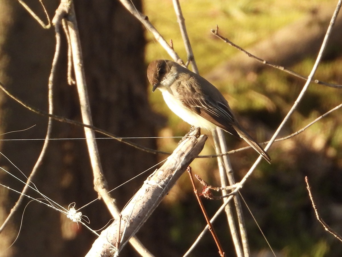 Eastern Phoebe - ML616509632