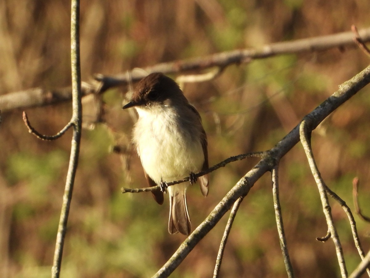 Eastern Phoebe - Melanie Kass