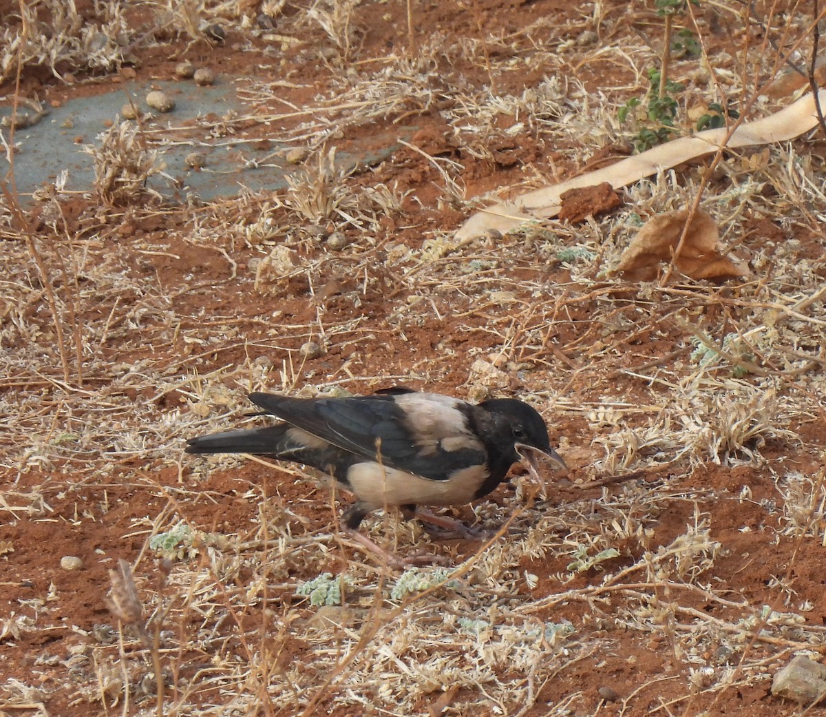 Rosy Starling - ML616509644