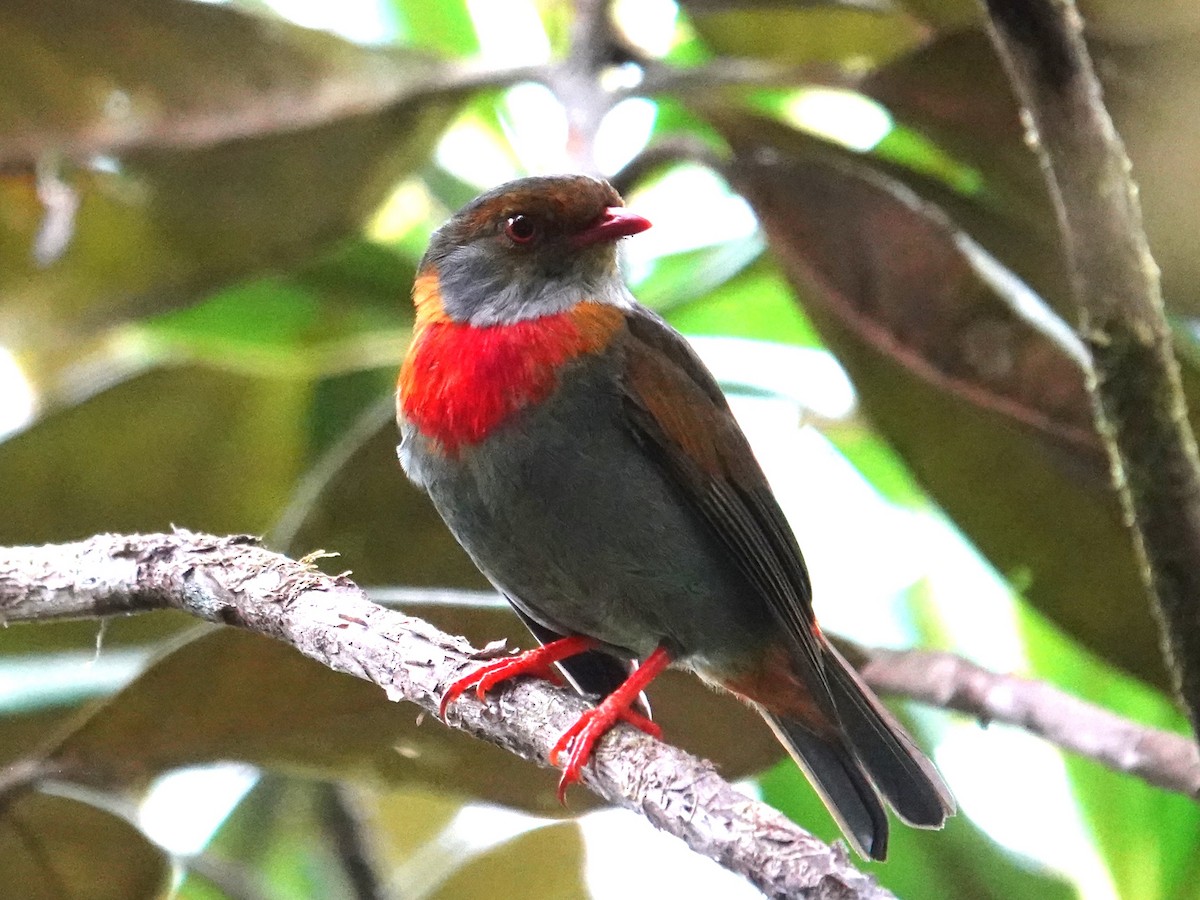 Cotinga cordon-rouge - ML616509654