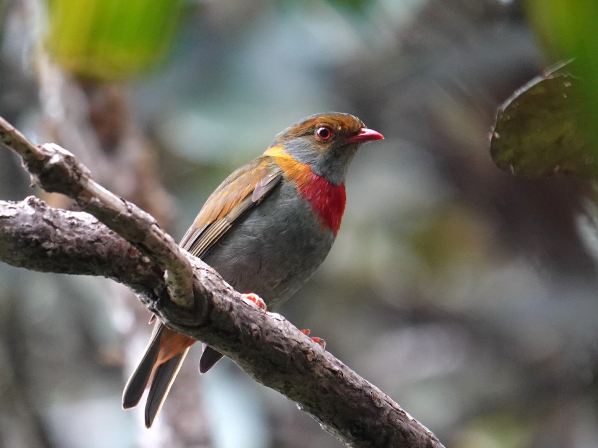 Cotinga cordon-rouge - ML616509656