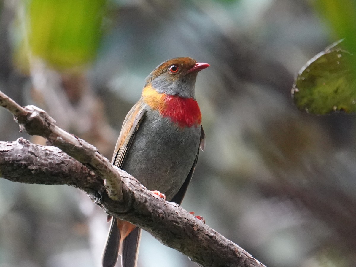 Cotinga cordon-rouge - ML616509659