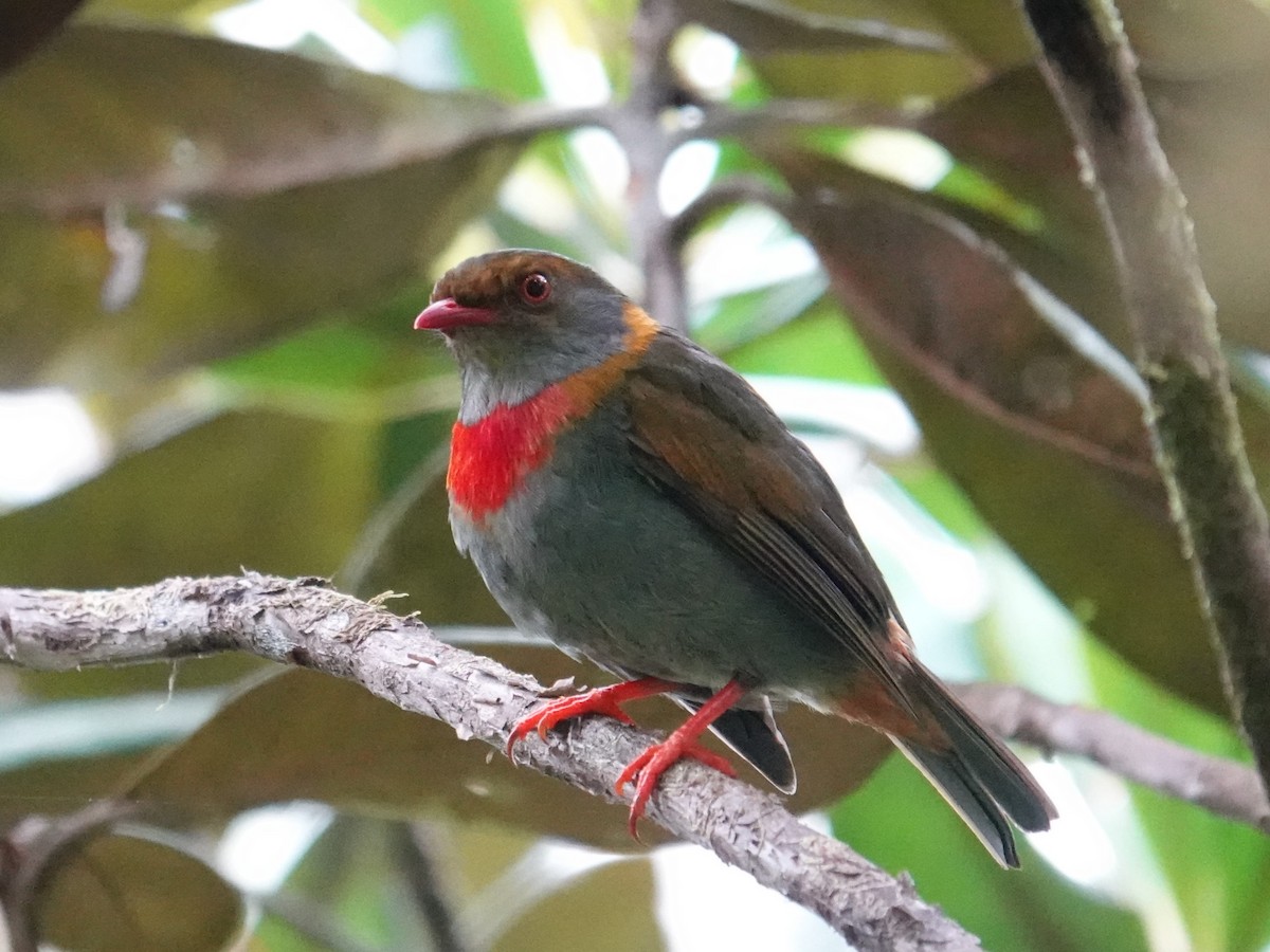 Red-banded Fruiteater - Steve Kornfeld