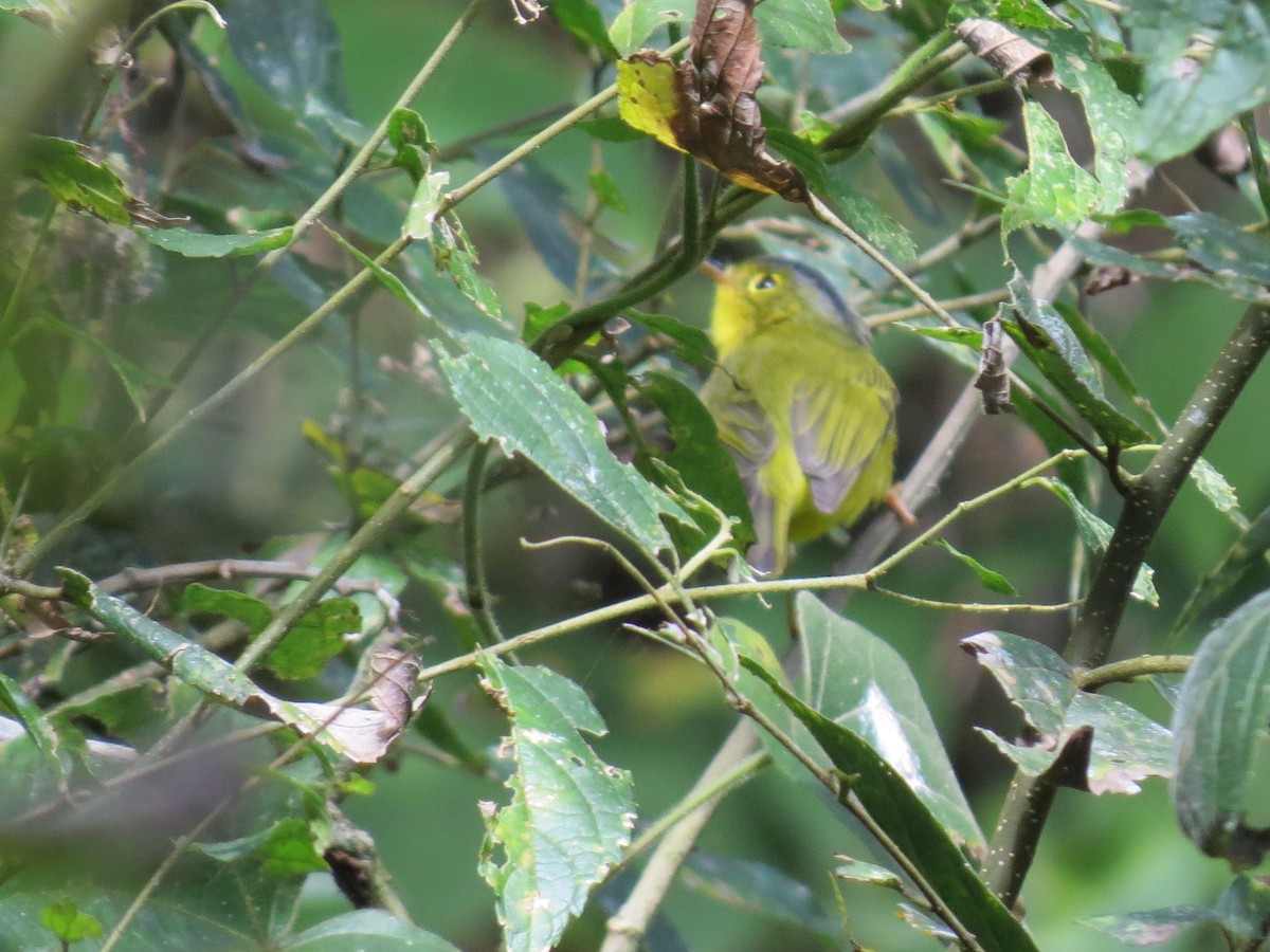 Martens's Warbler - Mick Mellor