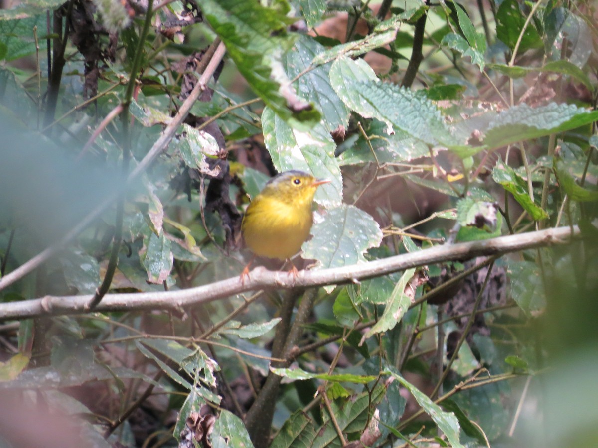 Martens's Warbler - Mick Mellor