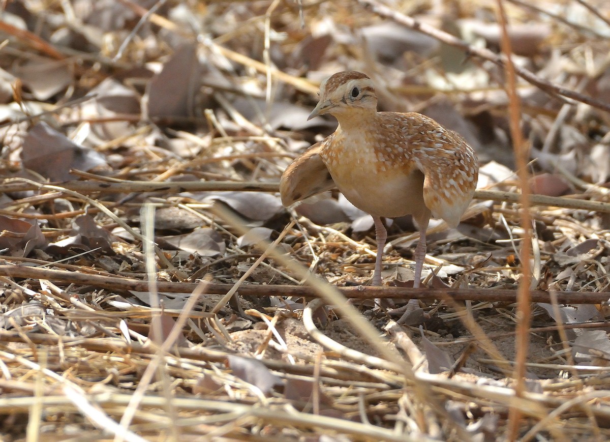 Quail-plover - ML616509793