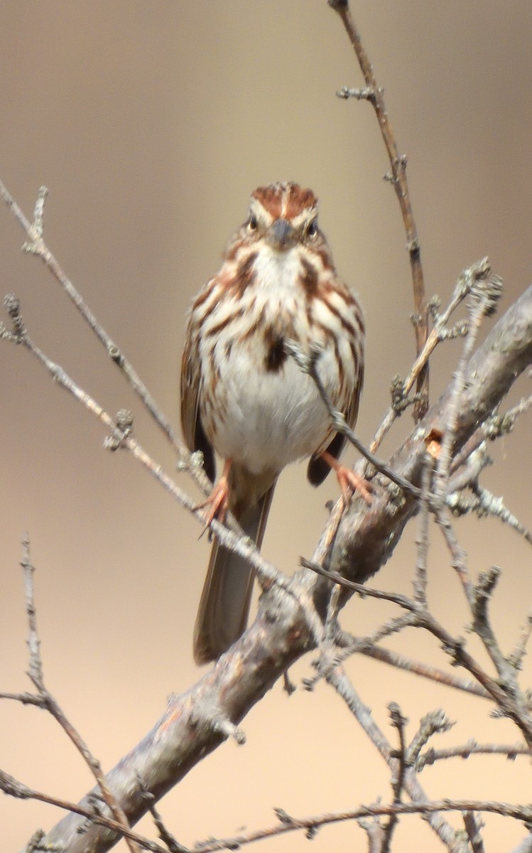 Song Sparrow - ML616509833