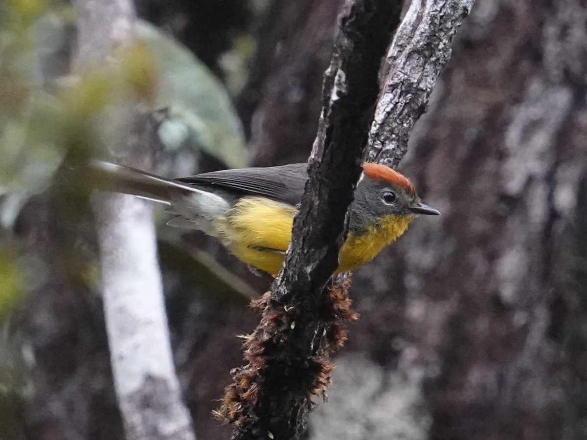 Tepui Redstart - Steve Kornfeld