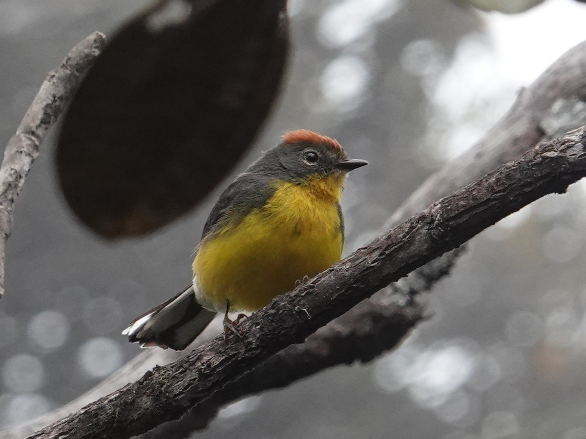 Tepui Redstart - ML616509853