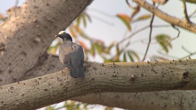 White-crowned Pigeon - ML616509868
