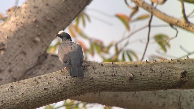 Pigeon à couronne blanche - ML616509868