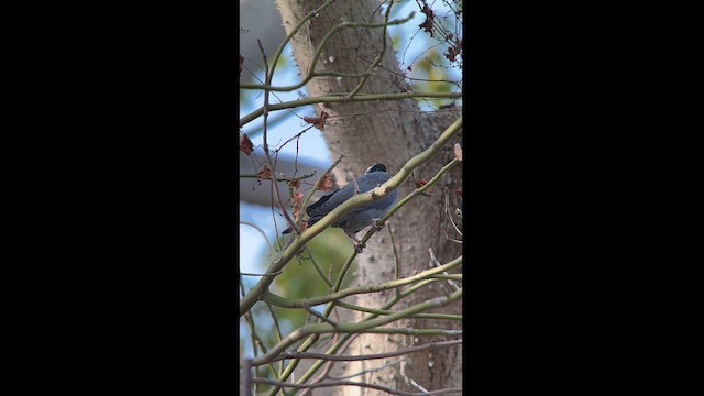 White-crowned Pigeon - ML616509870