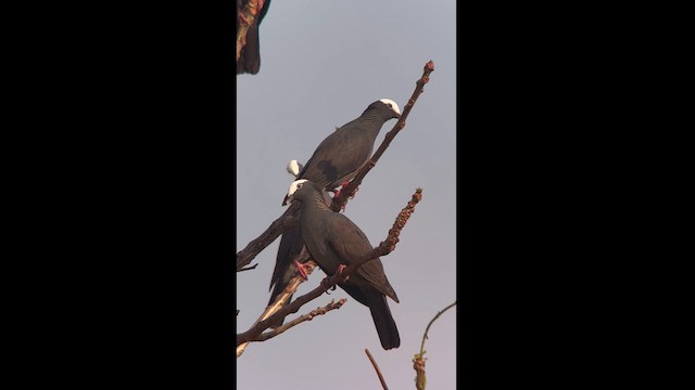 White-crowned Pigeon - ML616509871