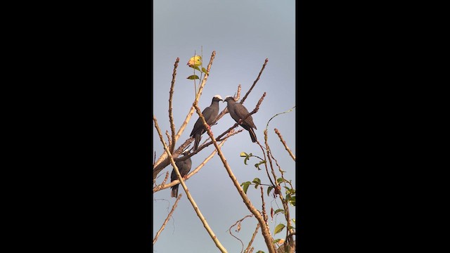 Pigeon à couronne blanche - ML616509873