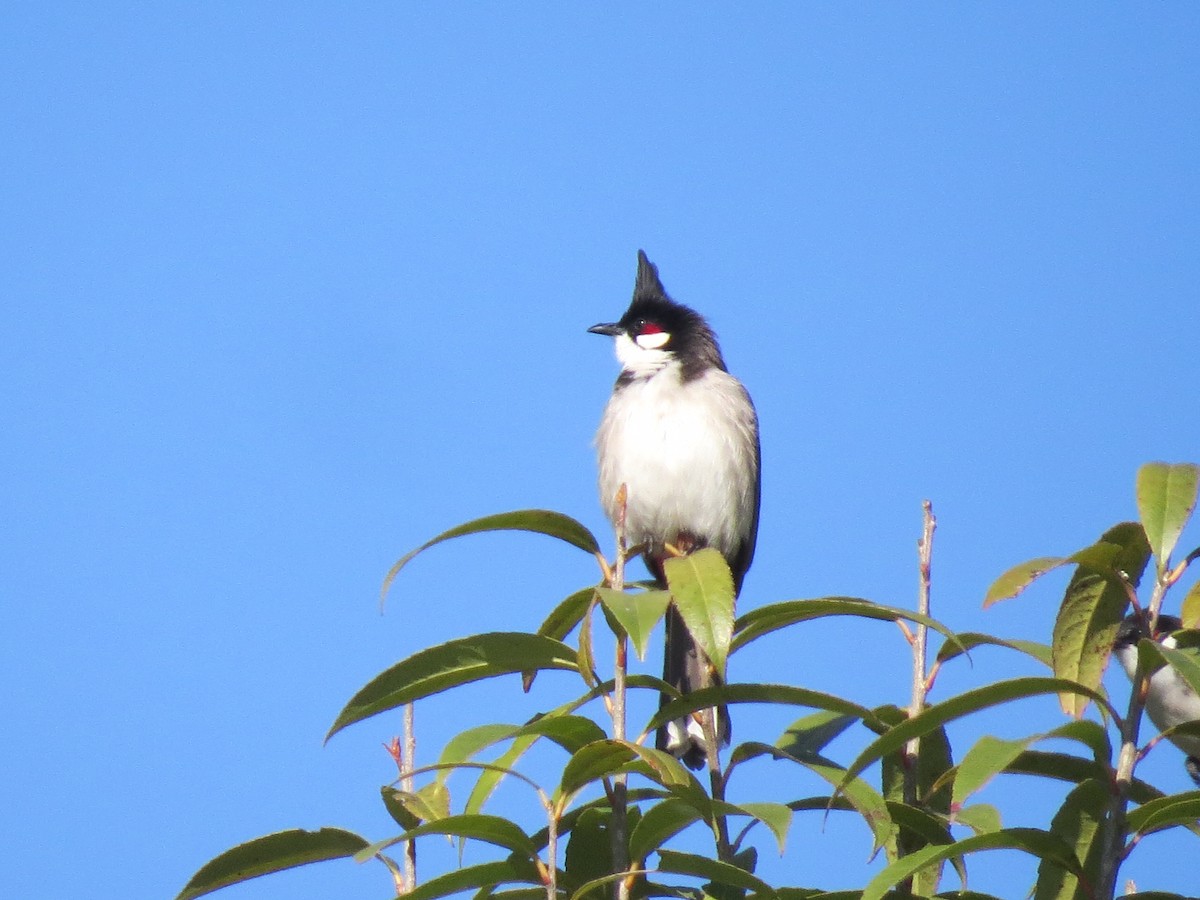 Red-whiskered Bulbul - Mick Mellor