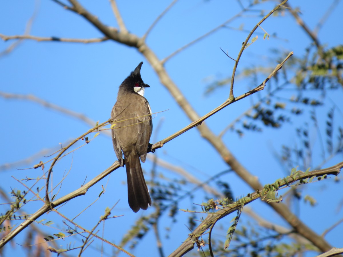 Red-whiskered Bulbul - Mick Mellor