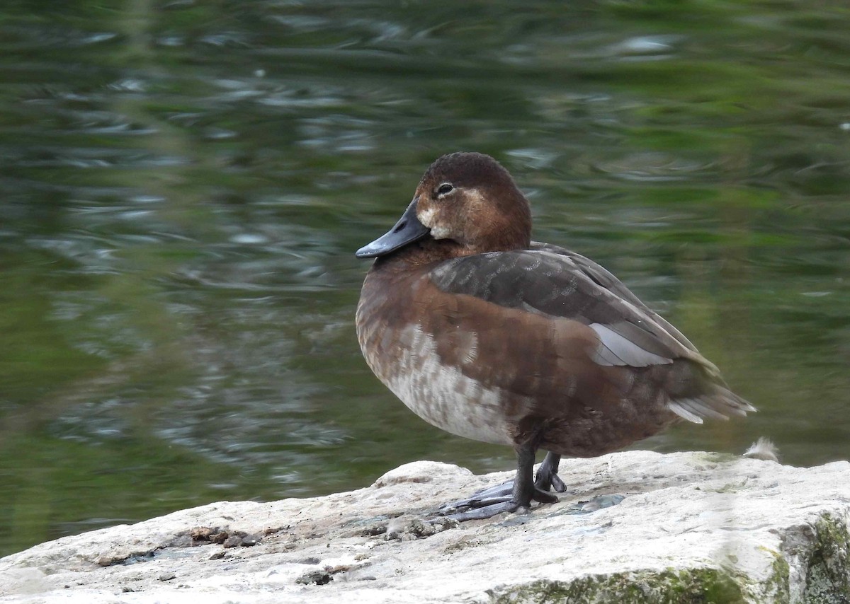 Common Pochard - ML616509933