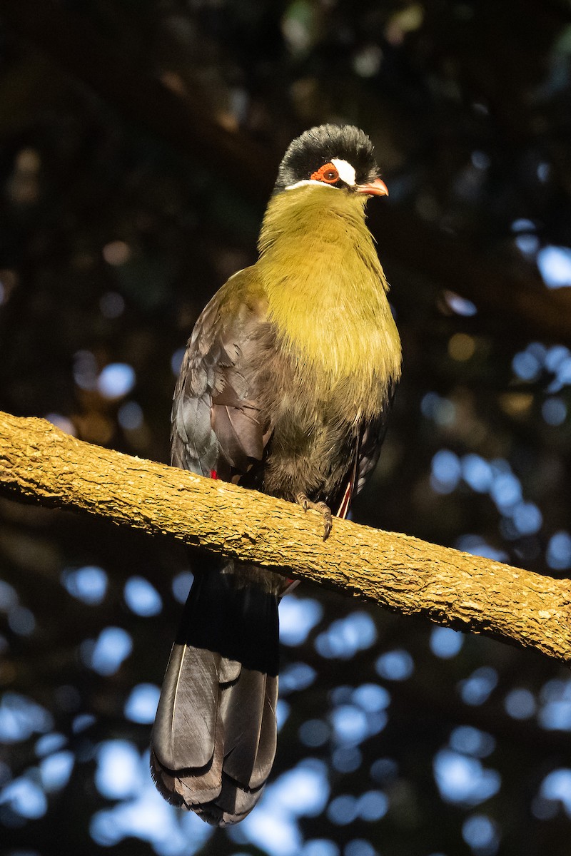 Hartlaub's Turaco - Nancy Larrabee