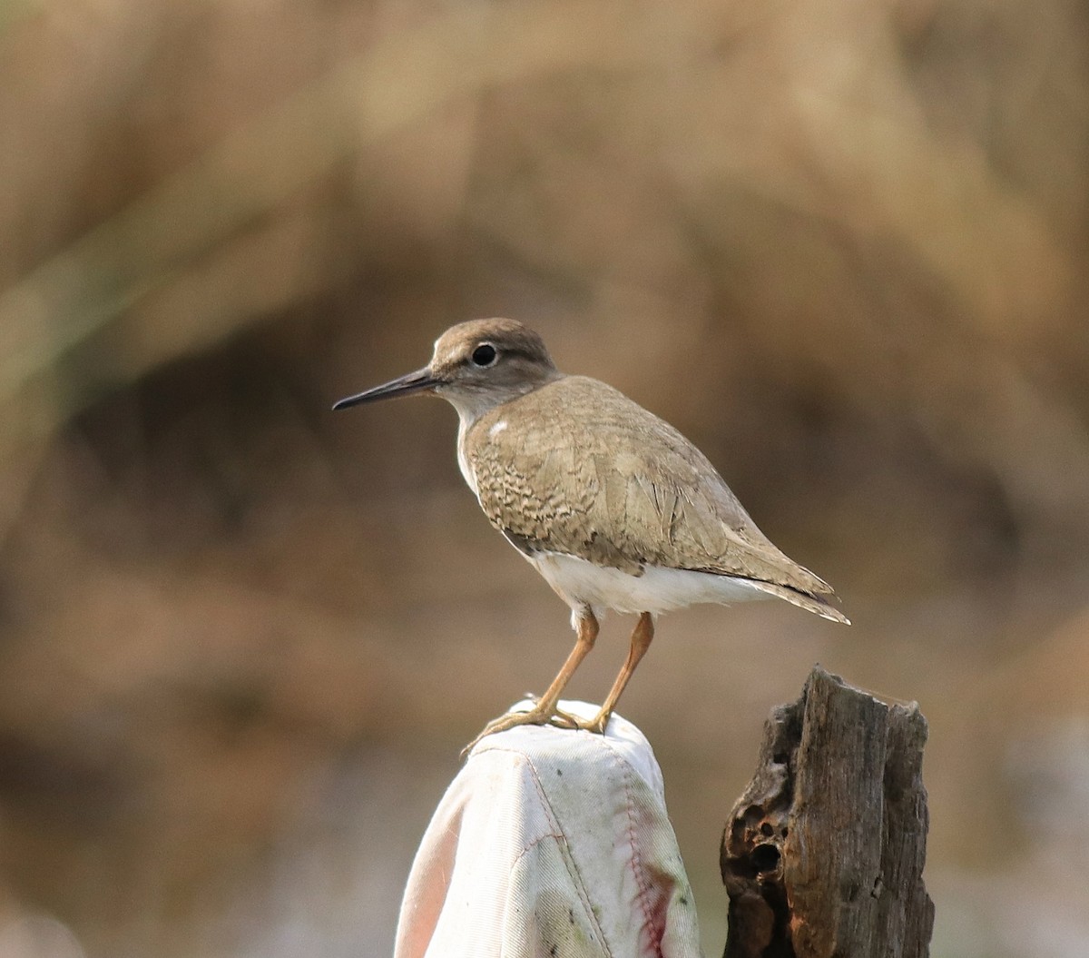 Common Sandpiper - Afsar Nayakkan