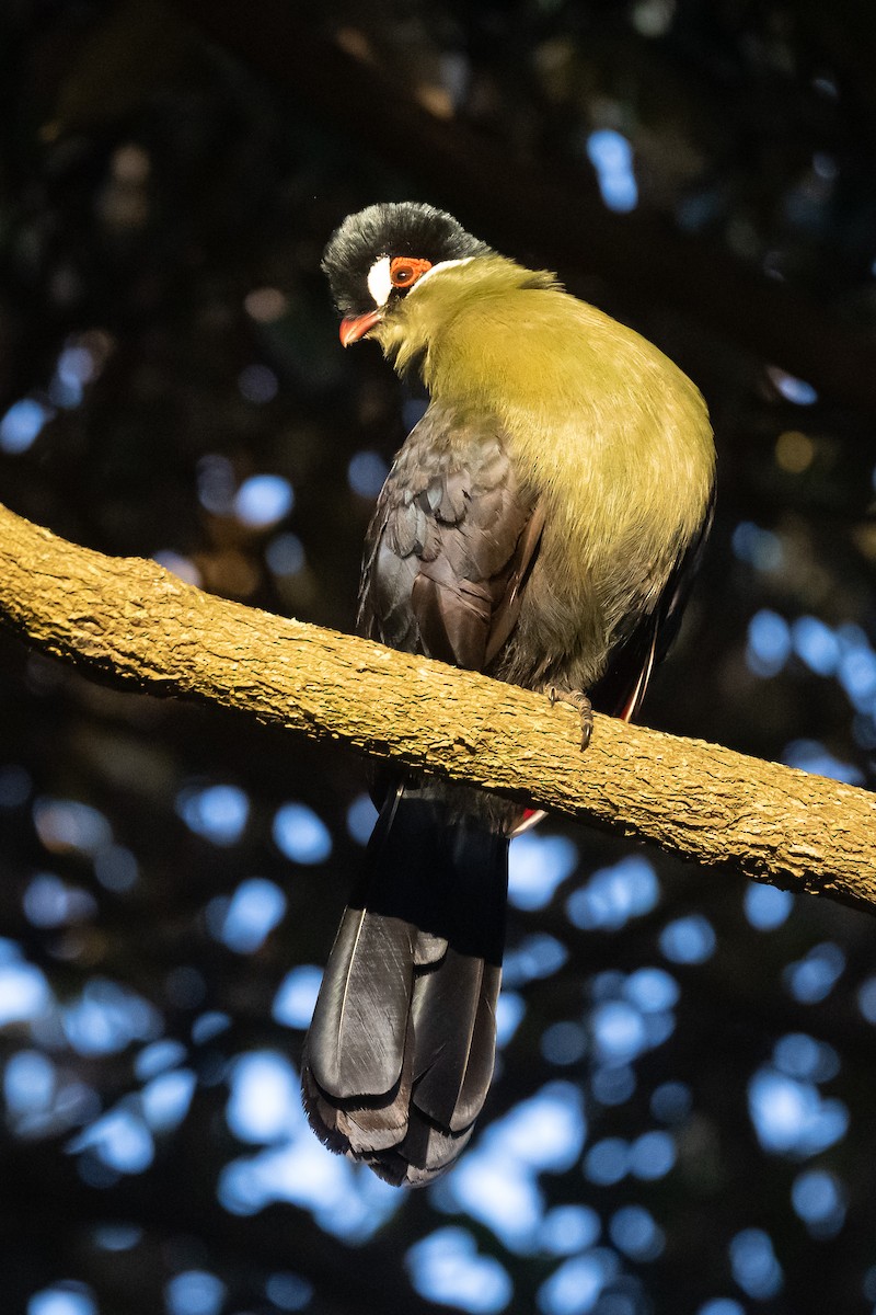 Turaco de Hartlaub - ML616509992