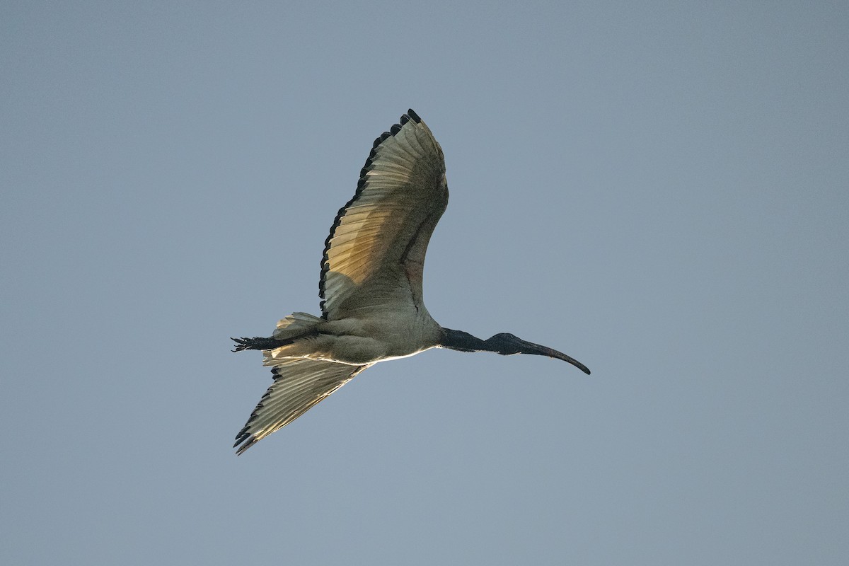 African Sacred Ibis - ML616510003