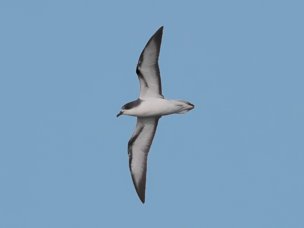 Pycroft's Petrel - ML616510014