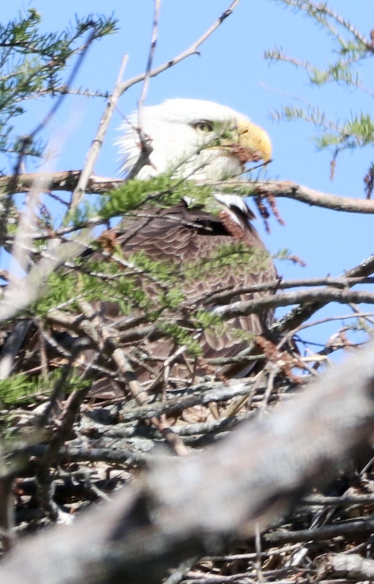 Bald Eagle - ML616510031