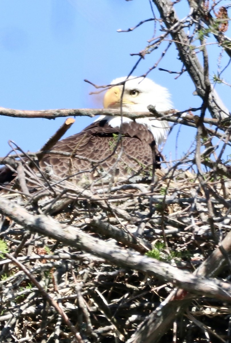 Bald Eagle - ML616510033