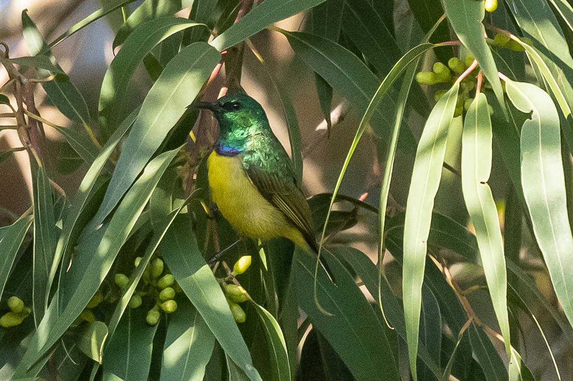 Collared Sunbird - ML616510060