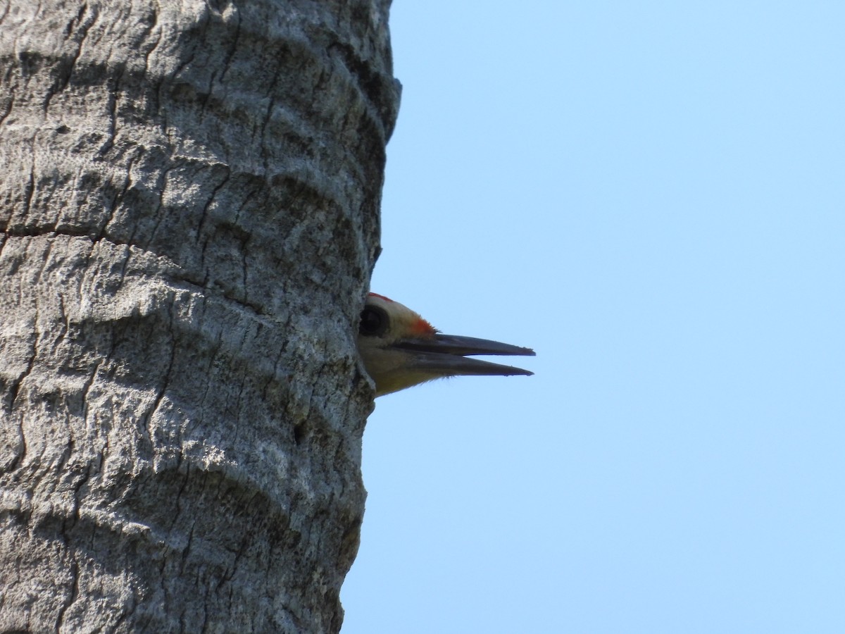 Golden-fronted Woodpecker - ML616510063