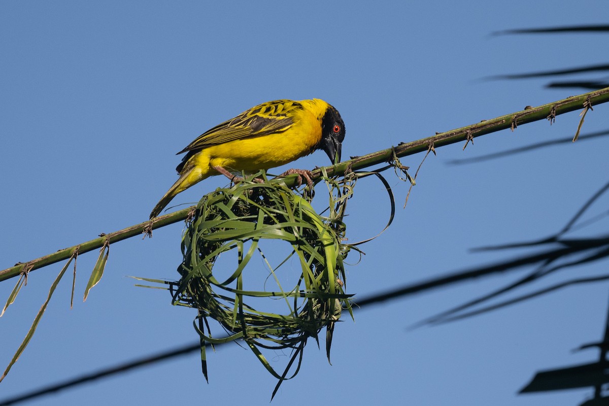 Village Weaver - ML616510073