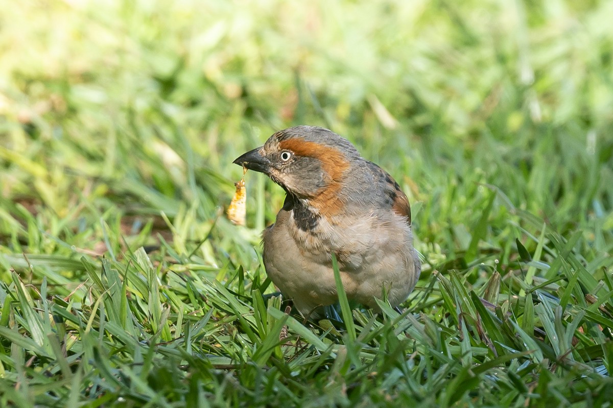 Kenya Rufous Sparrow - ML616510079