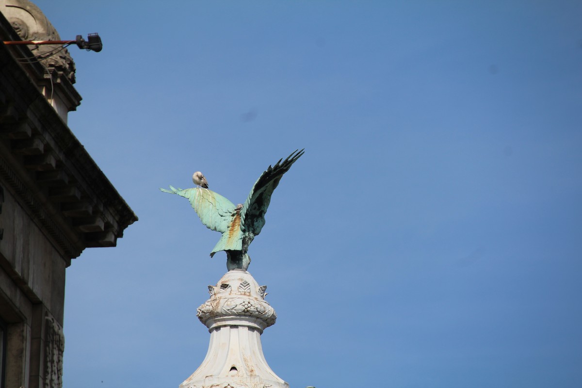 Herring Gull - ML616510083