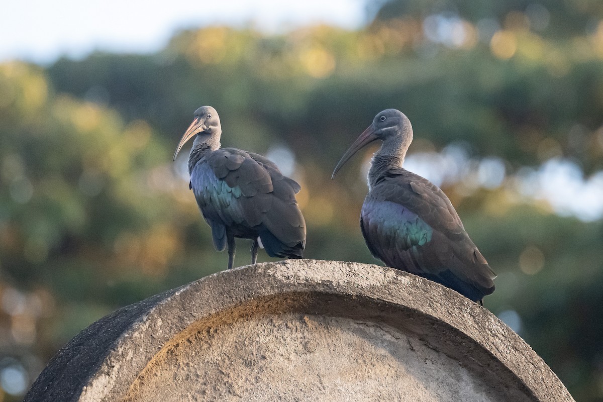 Hadada Ibis - ML616510098