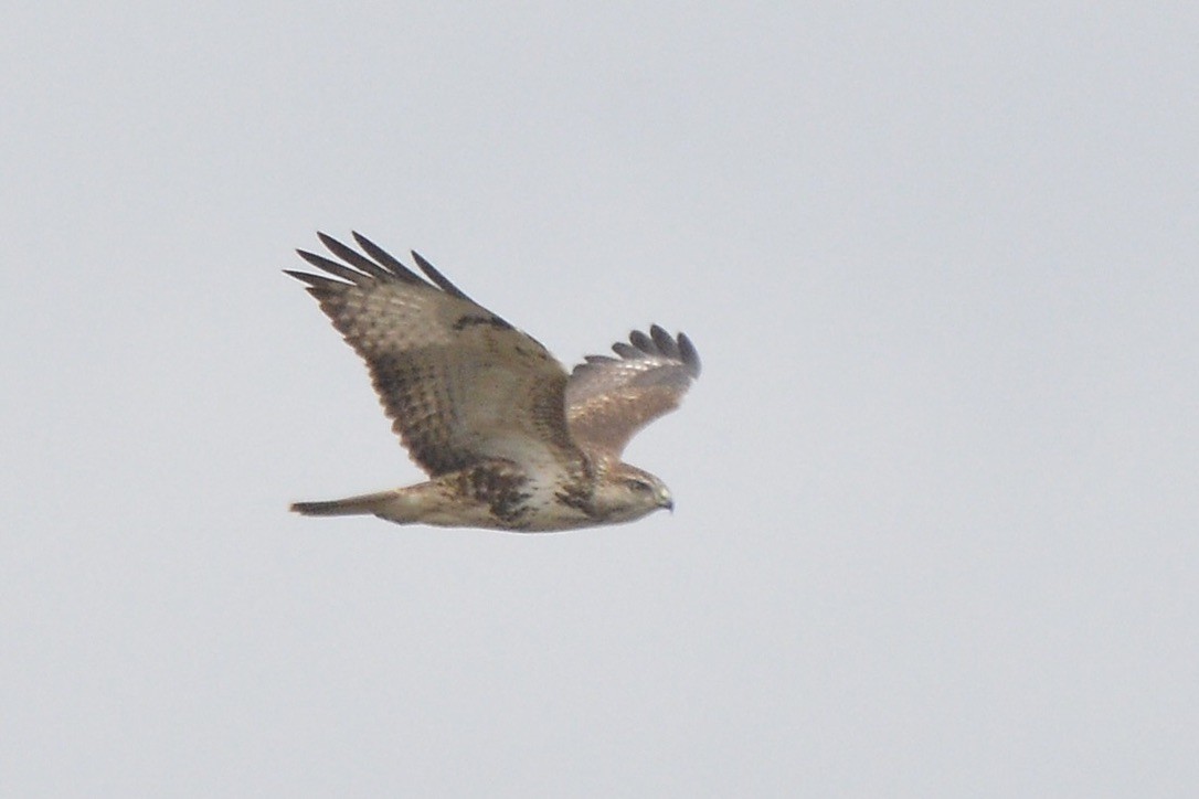 Forest Buzzard - ML616510105