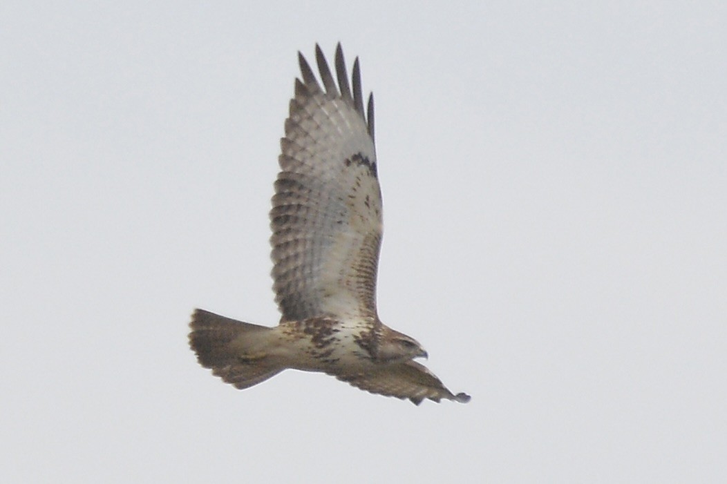 Forest Buzzard - ML616510106