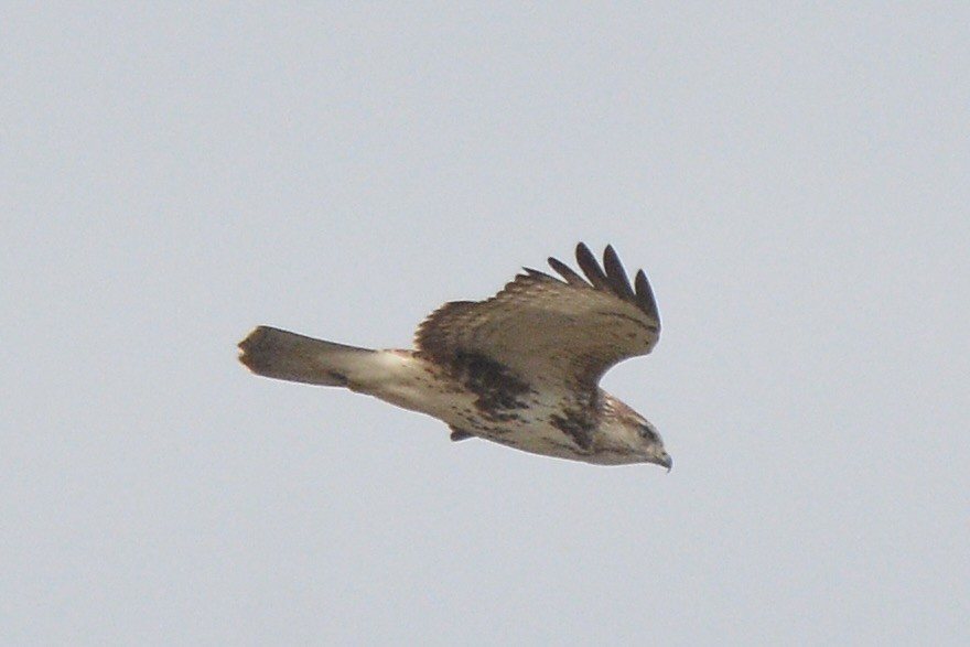 Forest Buzzard - ML616510107