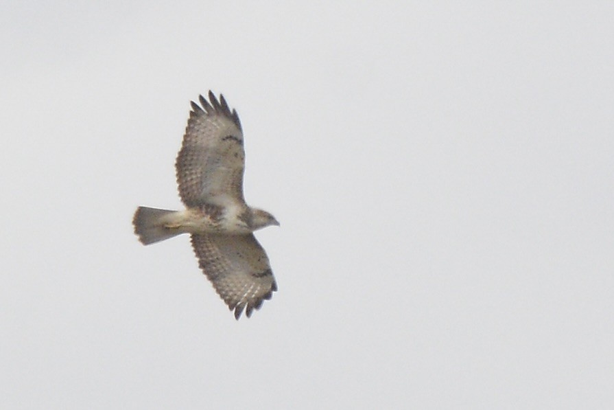 Forest Buzzard - ML616510109