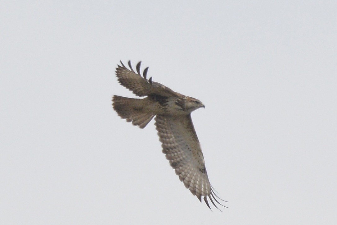 Forest Buzzard - ML616510110