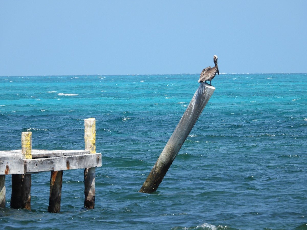 Brown Pelican - ML616510155