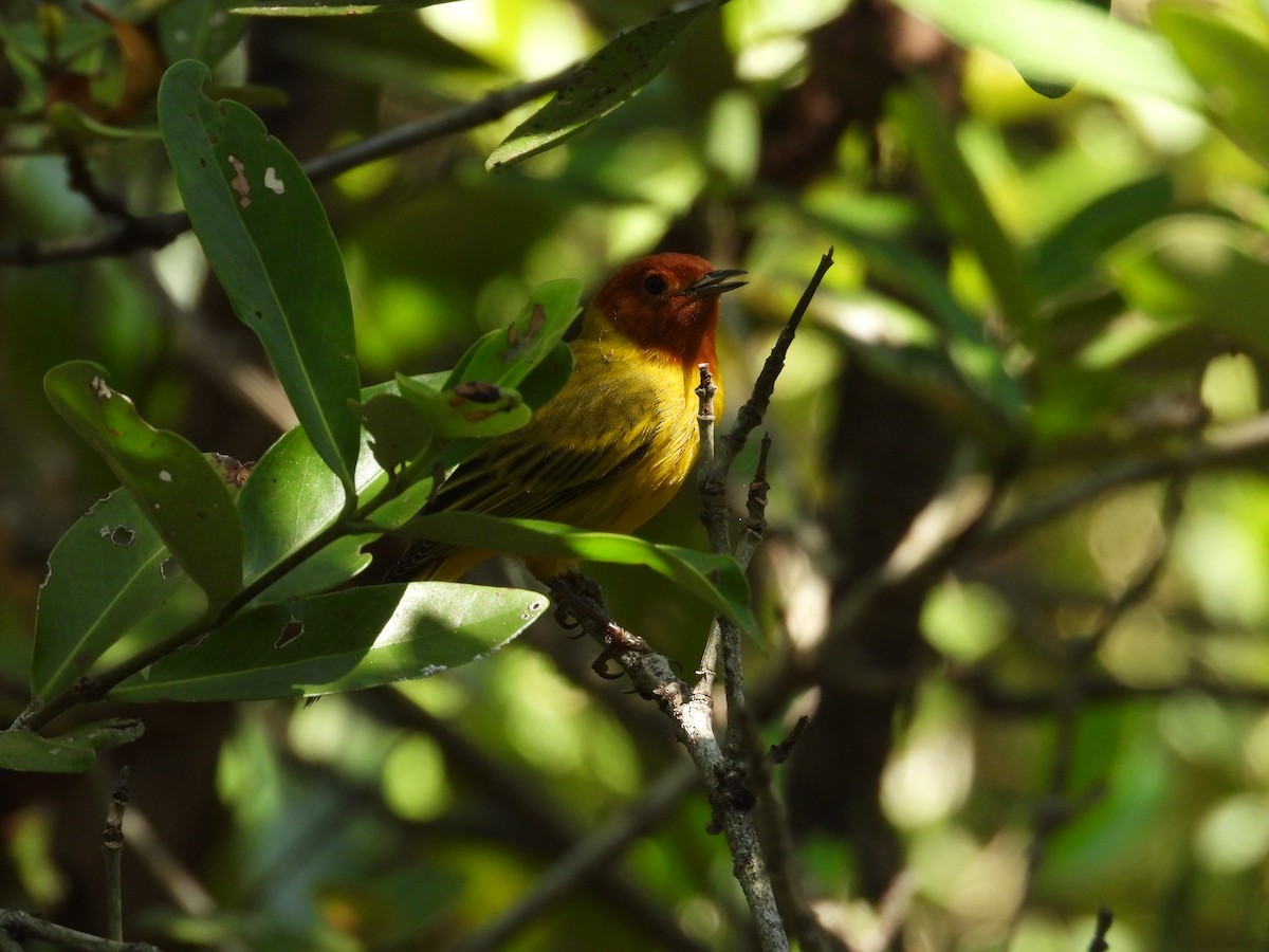 Yellow Warbler - ML616510233