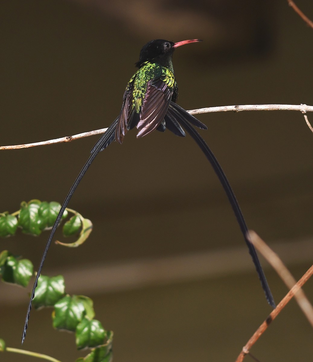 kolibřík červenozobý - ML616510270