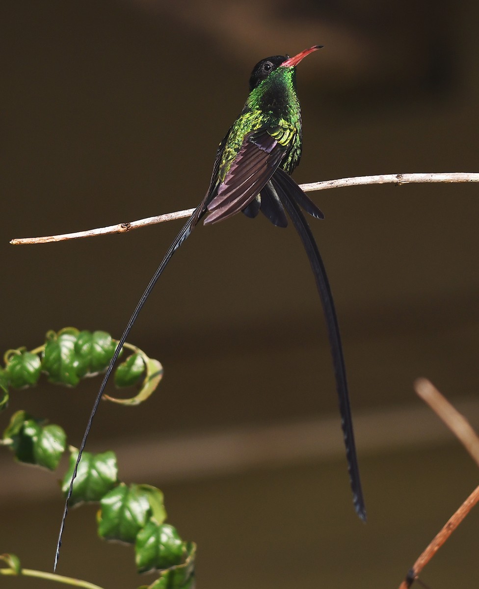 kolibřík červenozobý - ML616510272