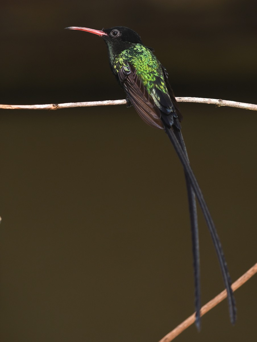 kolibřík červenozobý - ML616510273