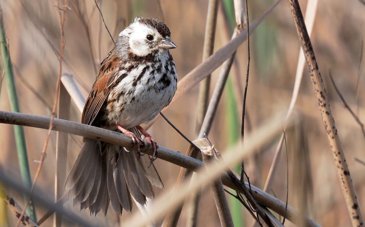 Song Sparrow (heermanni Group) - ML616510409