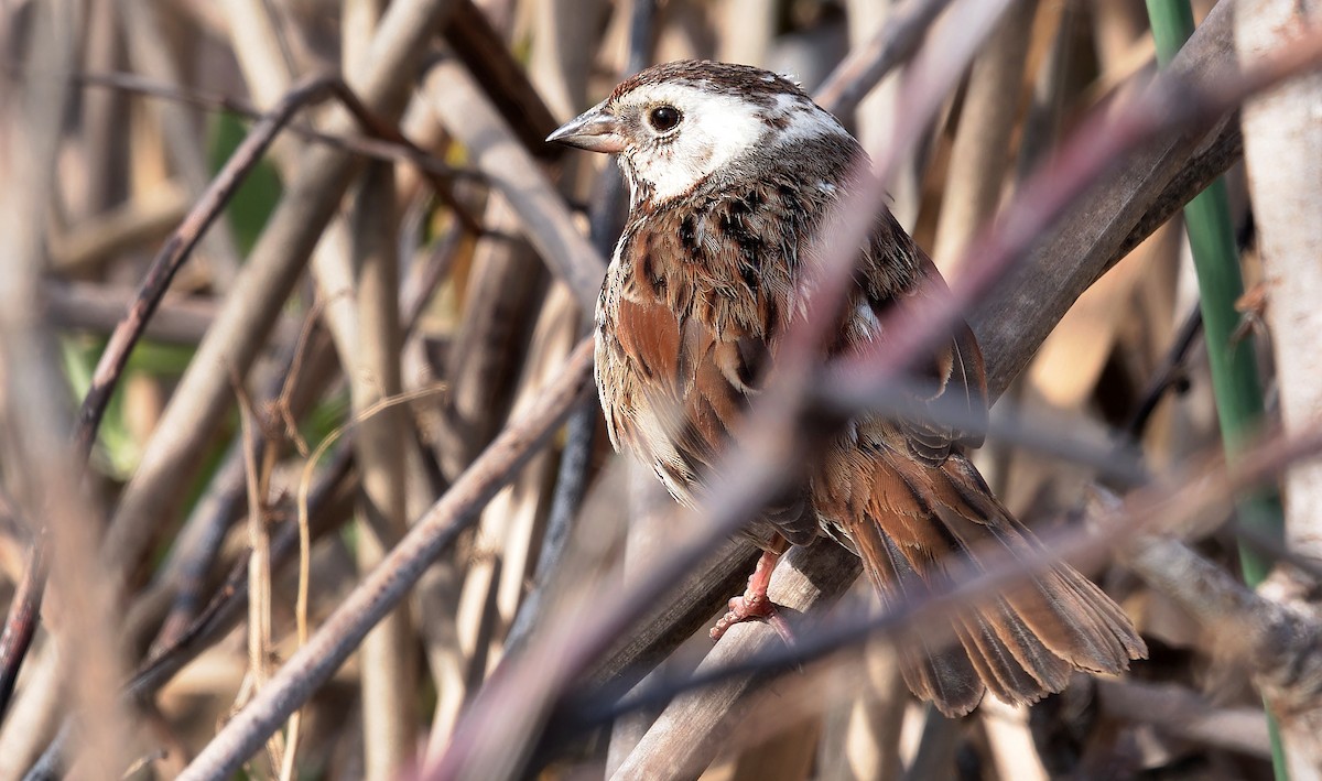 Song Sparrow (heermanni Group) - Aidan Brubaker